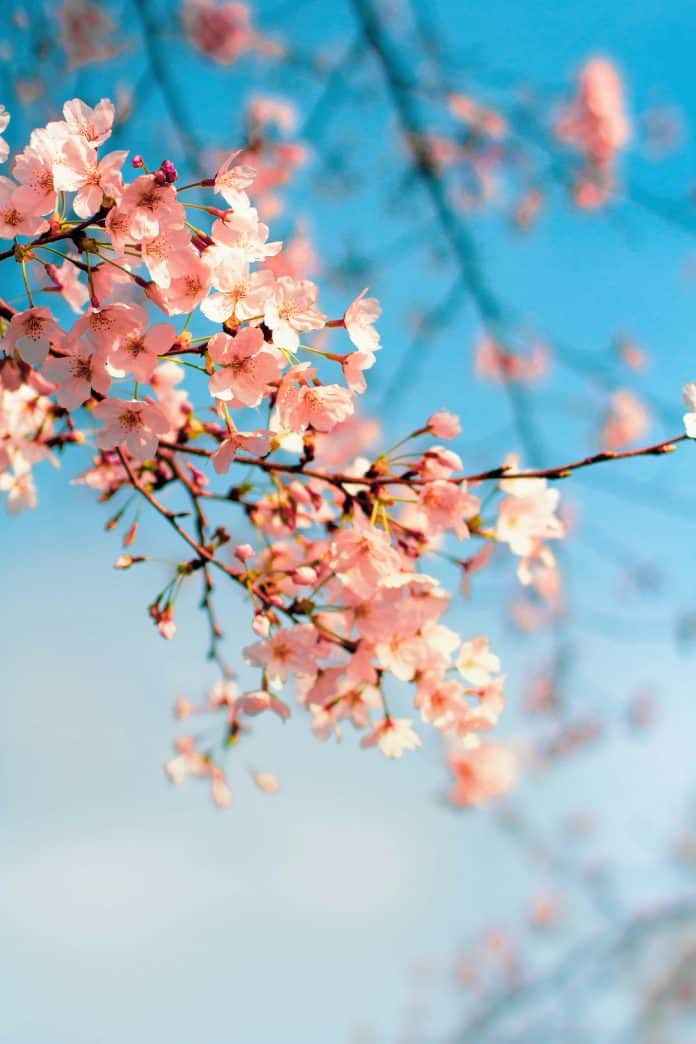 Sakura_april_Unsplash_ling-xian-su